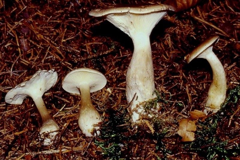 PINETA: Clitocybe clavipes?